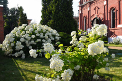 В царстве гортензий, 17.07.2023г.