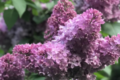 Время сирени, 17.05.2026г.